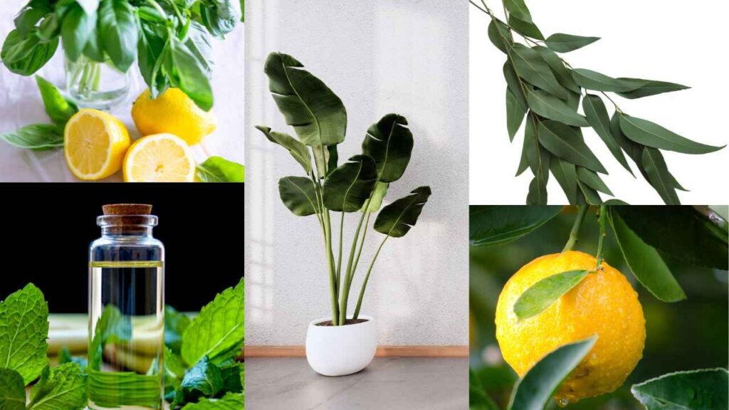 BEST NATURAL ORGANIC AIR PURIFIER