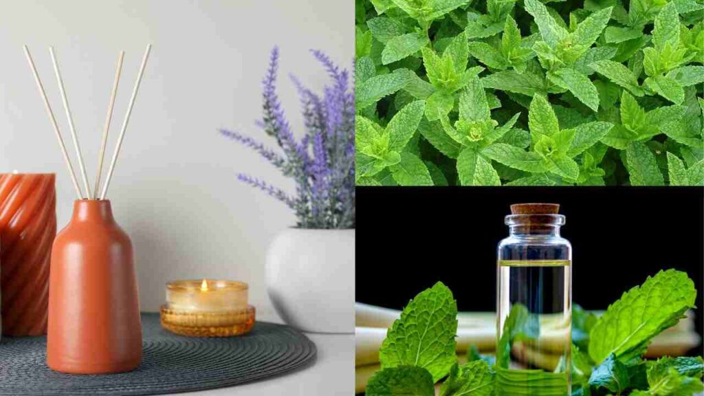 Best healthiest room air freshener