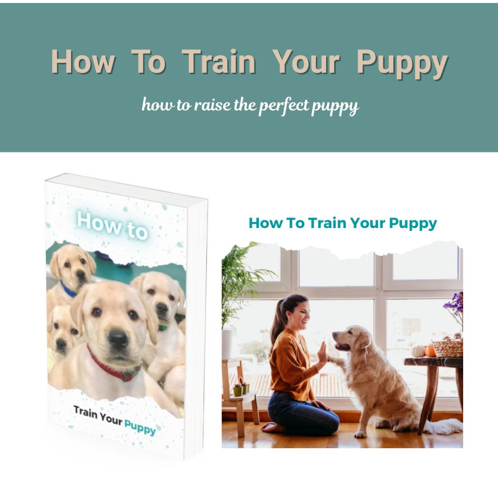 How to train your puppy